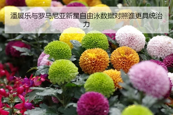 潘展乐与罗马尼亚新星自由泳数据对照谁更具统治力