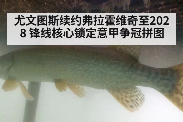 尤文图斯续约弗拉霍维奇至2028 锋线核心锁定意甲争冠拼图